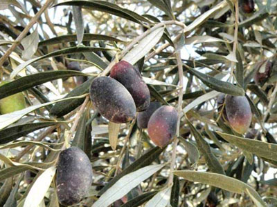 Απόρριψη 16 τόνων μαύρης ελιάς από την Τουρκία